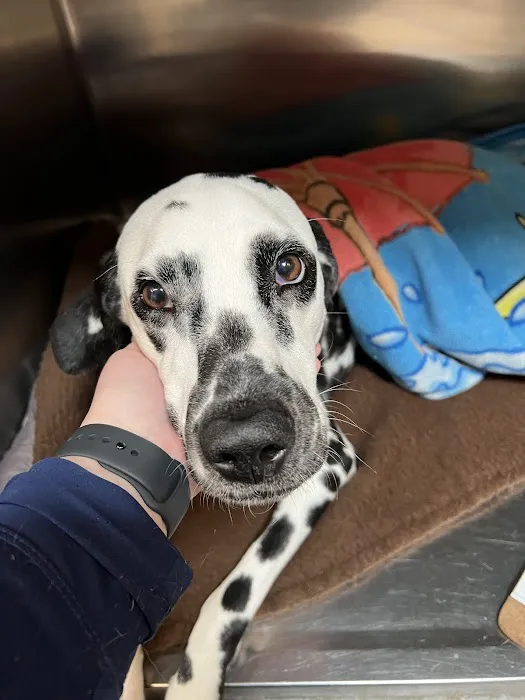 Greenville Animal Hospital 4