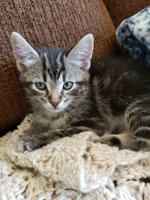 Spay Neuter Express - Greenville Office 9