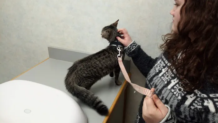 Town And Country Animal Clinic 1