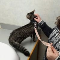 Town And Country Animal Clinic ico