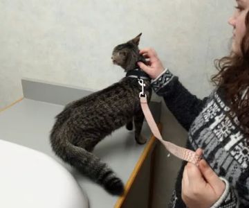 Town And Country Animal Clinic