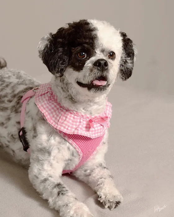 Sheridan Animal Hospital, Inc. 1