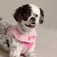 Sheridan Animal Hospital, Inc. ico