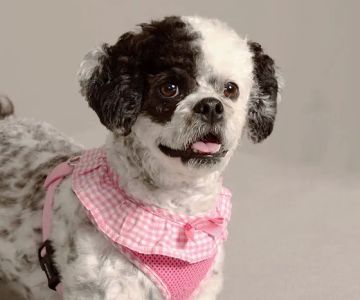 Sheridan Animal Hospital, Inc.