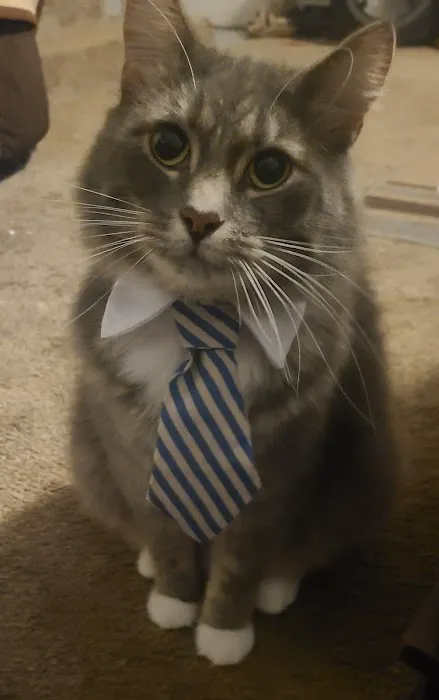 Companion Animal Veterinary Service 3
