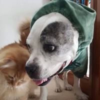 Companion Animal Veterinary Service ico