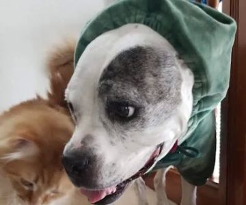Companion Animal Veterinary Service