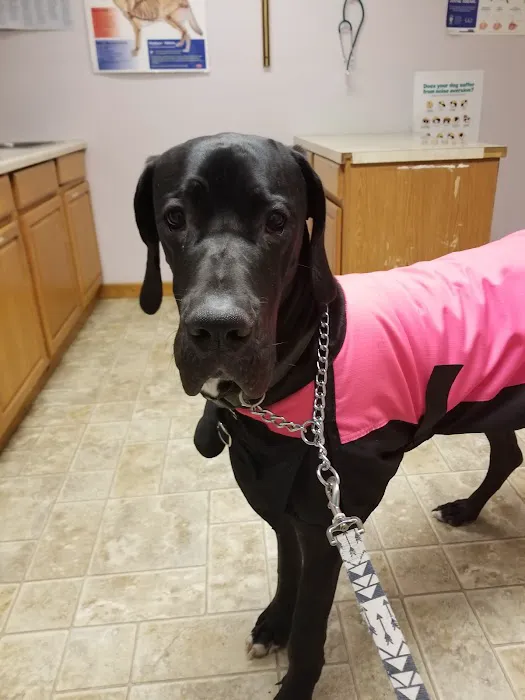 Companion Animal Veterinary Service 5