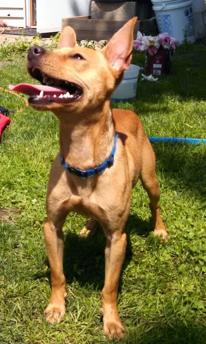 Hickory Ridge Veterinary Services 6