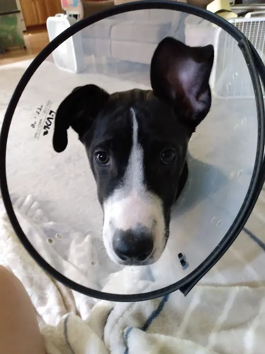 Hickory Ridge Veterinary Services 3