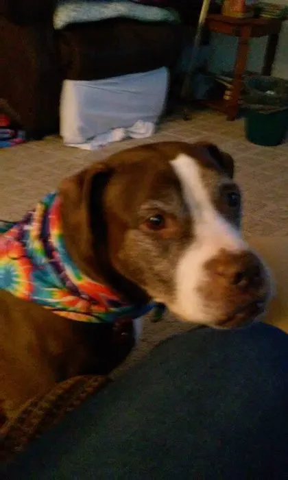 Hickory Ridge Veterinary Services 2