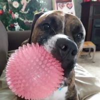 Hickory Ridge Veterinary Services ico