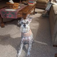 VCA Texas Corners Animal Hospital: Veneklase Brett DVM ico