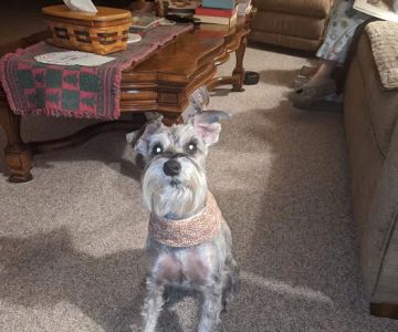 VCA Texas Corners Animal Hospital: Veneklase Brett DVM