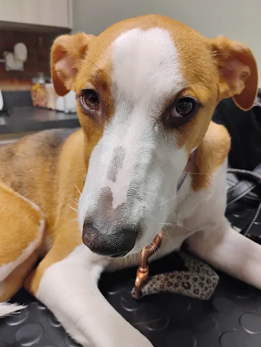 East Main Animal Hospital 4