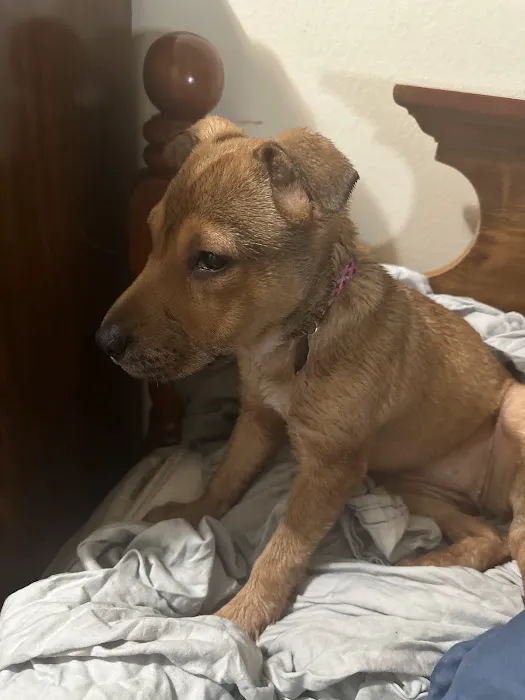 Vetco Vaccination Clinic 1