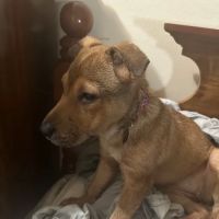 Vetco Vaccination Clinic ico