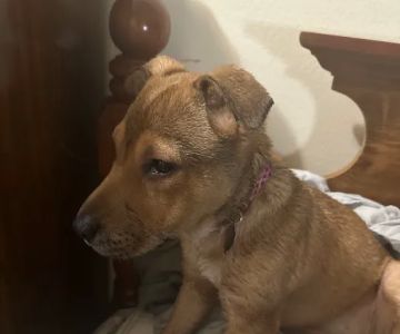 Vetco Vaccination Clinic