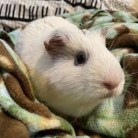 Milwood Animal Clinic ico