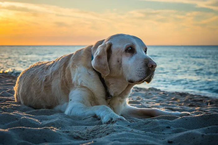 Peaceful Moments Veterinary Care 4