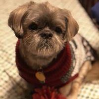 Peaceful Moments Veterinary Care ico