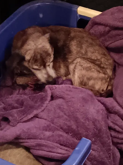 VCA Portage Animal Hospital 4
