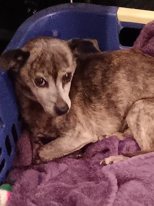 VCA Portage Animal Hospital 9