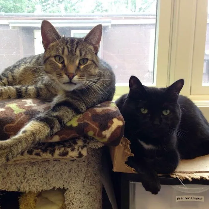 Lakeview Animal Hospital 5