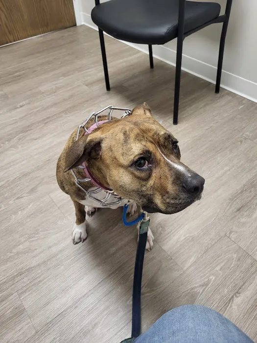 Kind Veterinary Care 1