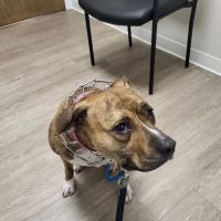 Kind Veterinary Care ico