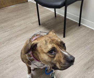 Kind Veterinary Care