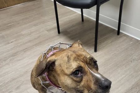 Kind Veterinary Care