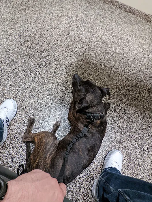 Bentley Animal Hospital 12