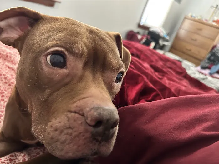 Bentley Animal Hospital 12