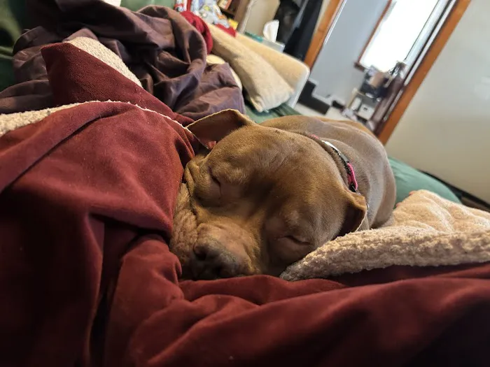 Bentley Animal Hospital 12