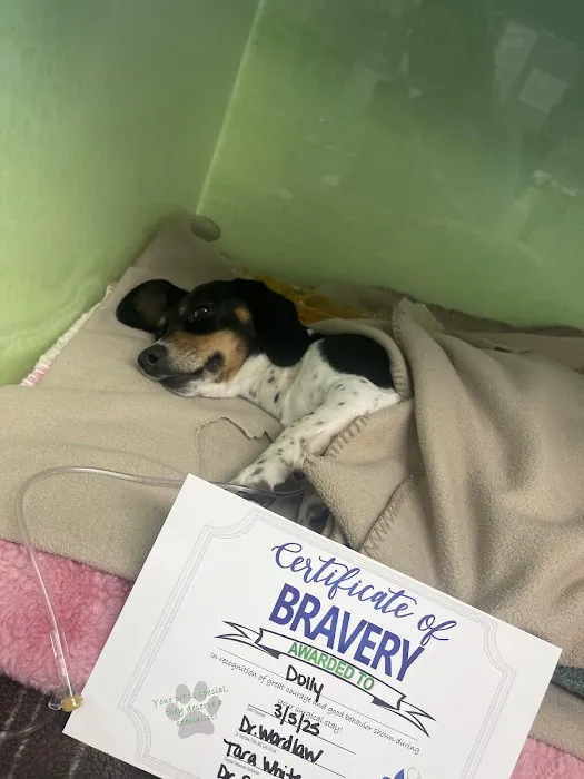 Gateway Veterinary Surgery 12