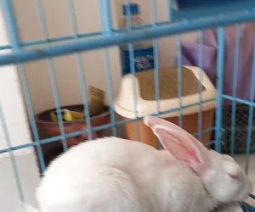US Animal Plant Health Inspctn