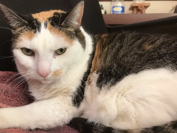 Animal Hospital of Dauphin County at Linglestown 5