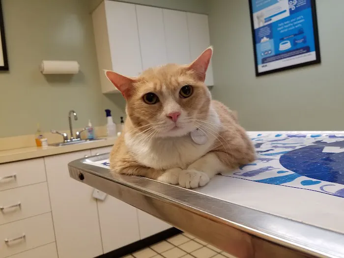 VCA West Shore Animal Hospital 2