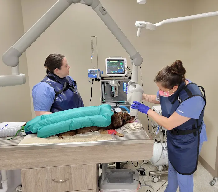 Blue Mountain Veterinary Care 7