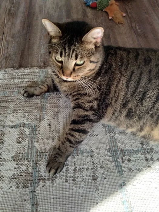 Blue Mountain Veterinary Care 4