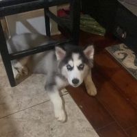 Banfield Pet Hospital ico