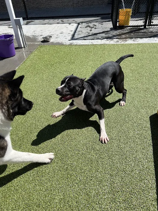 Banfield Pet Hospital 12