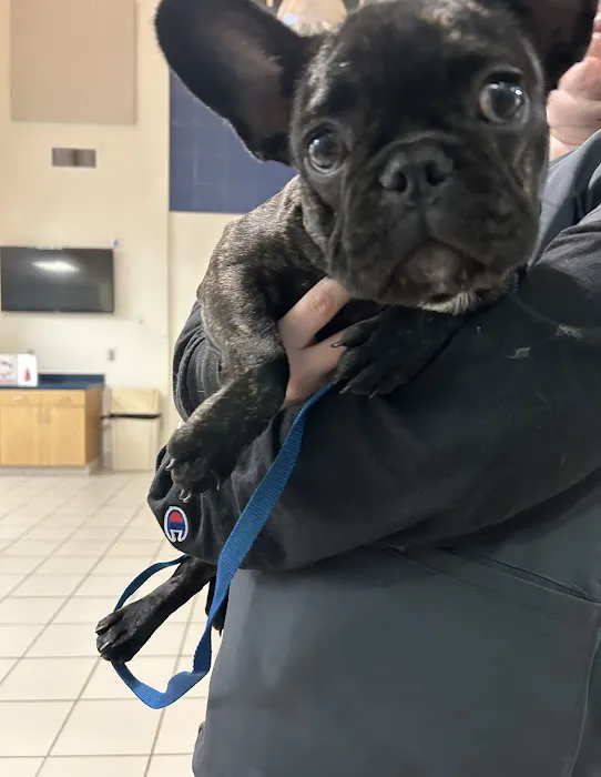 Long Animal Hospital and Emergency Center | Charlotte NC 10