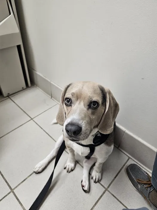 Long Animal Hospital and Emergency Center | Charlotte NC 1