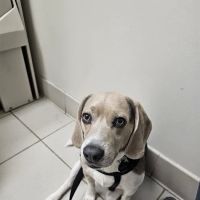Long Animal Hospital and Emergency Center | Charlotte NC ico