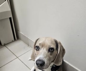 Long Animal Hospital and Emergency Center | Charlotte NC