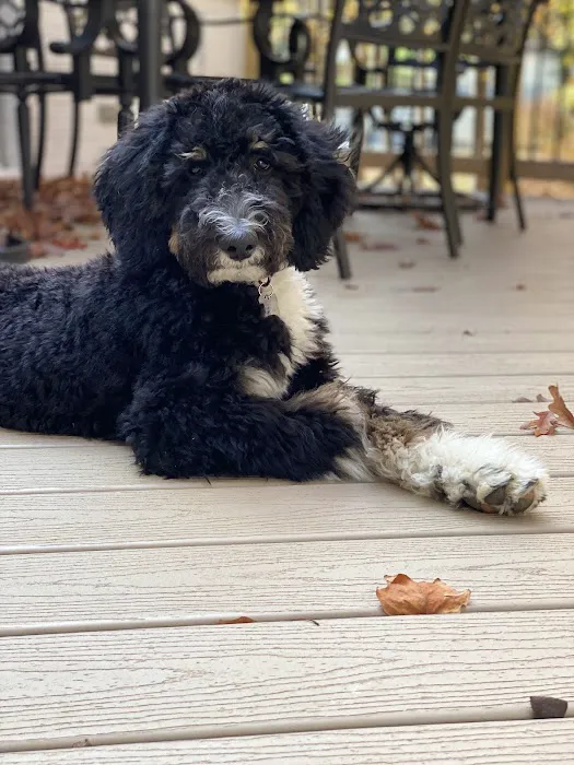 Long Animal Hospital and Emergency Center | Charlotte NC 9