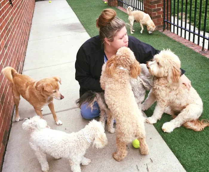 Carolinas Veterinary Medical Hospital 2