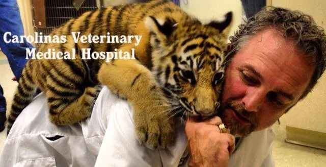 Carolinas Veterinary Medical Hospital 1